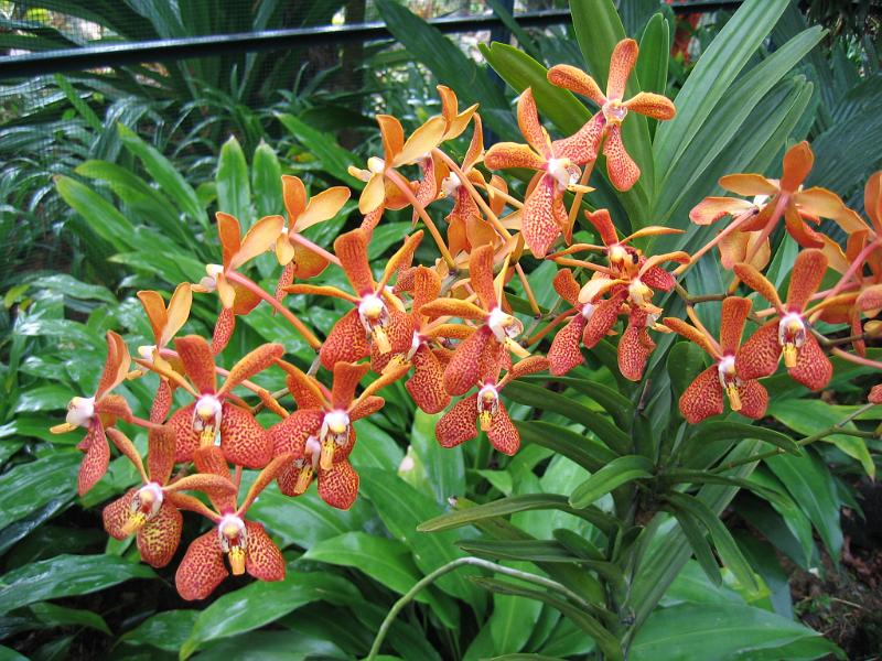 IMG_0395.JPG - Orchides