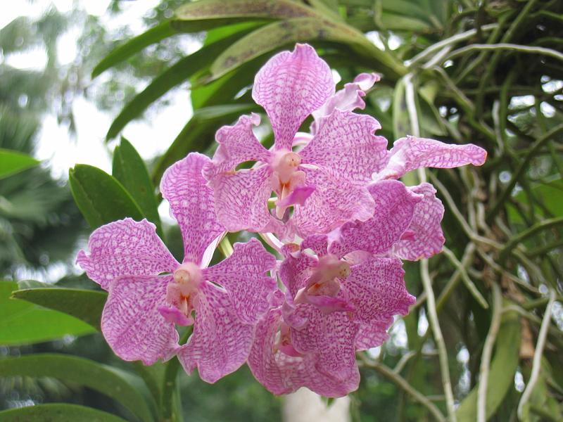 IMG_0387.JPG - Orchides